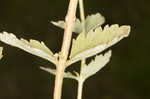 Roundleaf thoroughwort